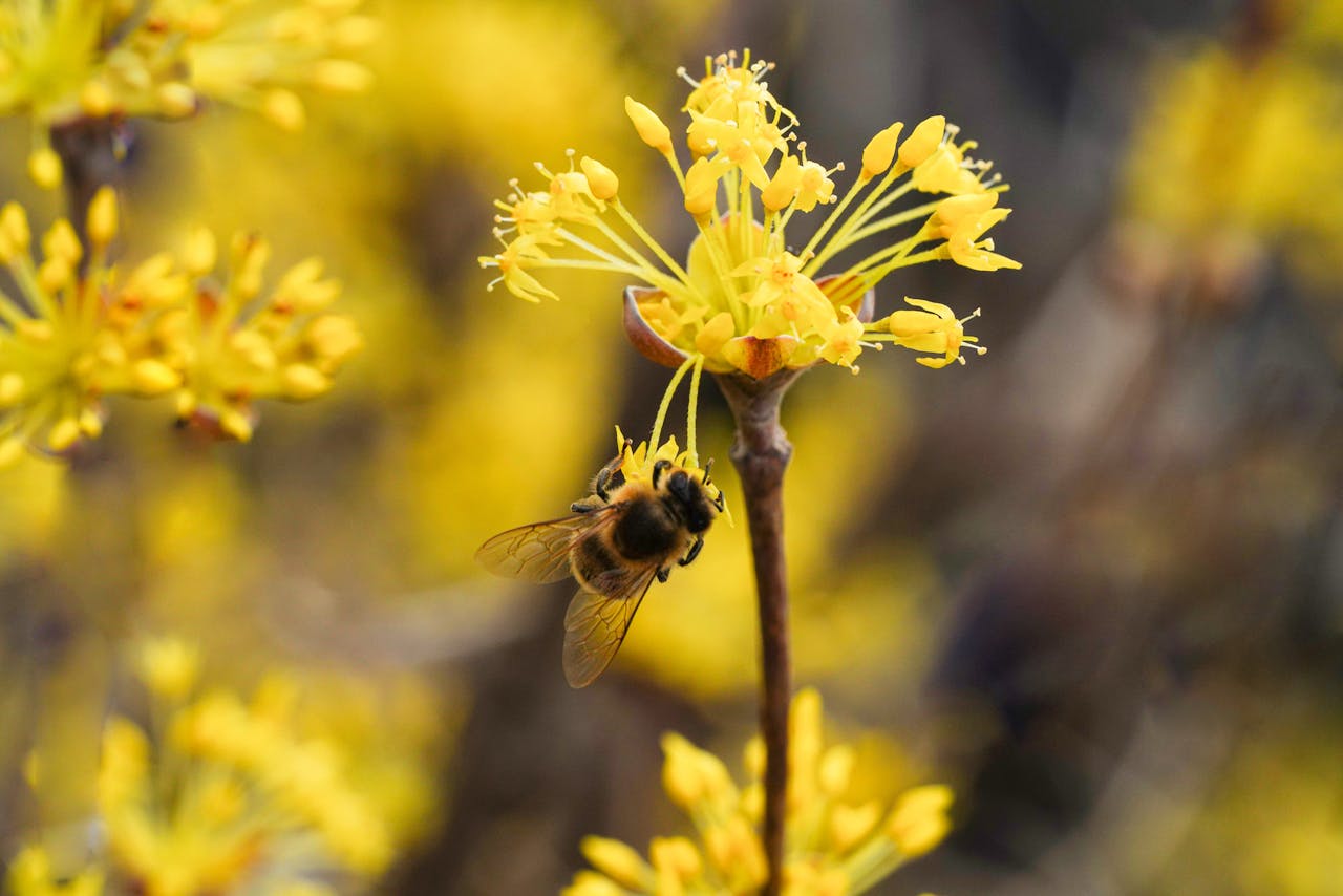 about-us A close-up shot of a bee pollinating Cornus officinalis flowers, showcasing nature's beauty.