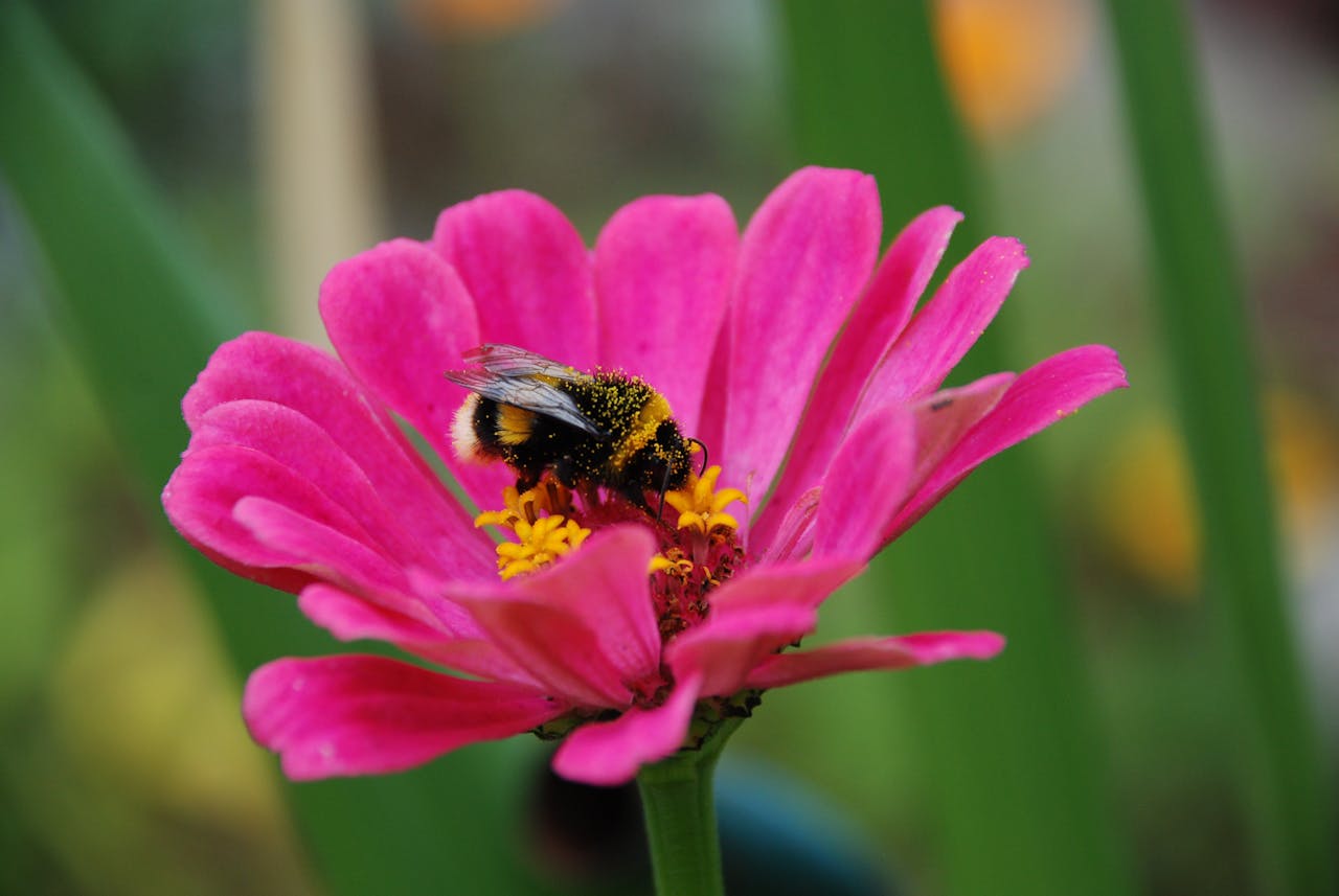 Close-up of a bee covered in pollen on a vibrant pink flower, showcasing nature's beauty.