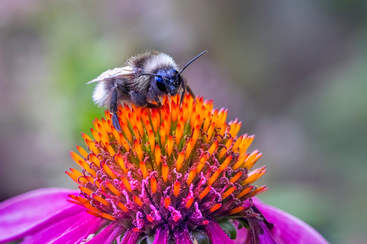 heros-img Close-up of a bumblebee pollinating a vibrant flower, showcasing nature's beauty.