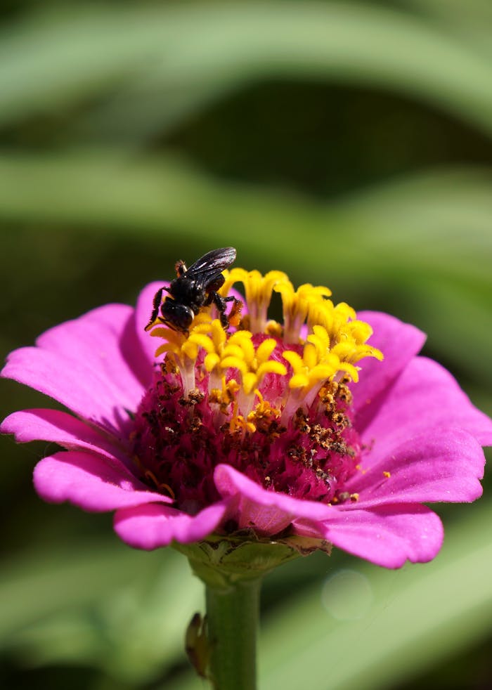 A bee actively pollinates a bright purple zinnia flower on a sunny day, showcasing detail and color.