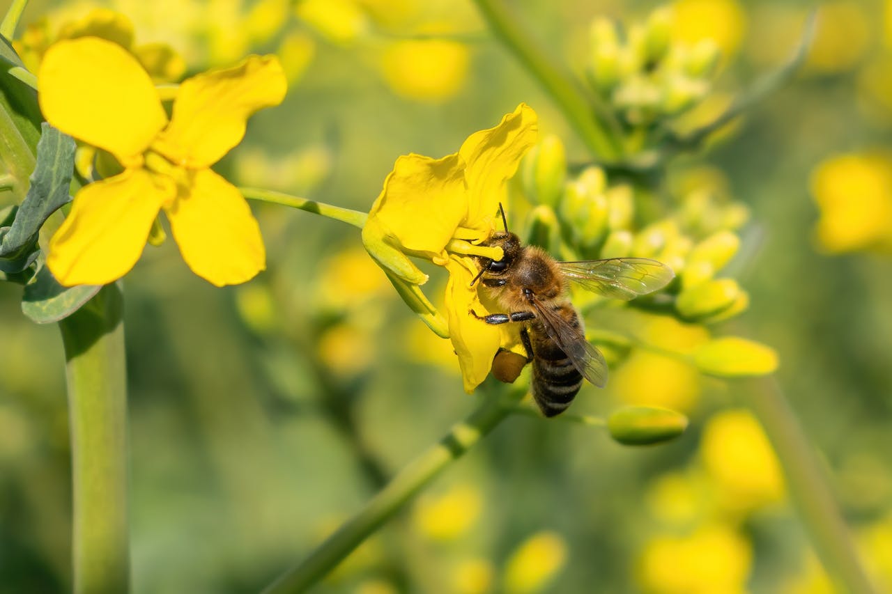 Detailed macro shot of a honey bee pollinating a vibrant yellow flower outdoors.