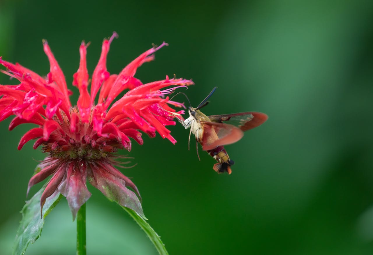 Close-up of a hummingbird hawk-moth feeding on a vibrant red flower, showcasing nature's beauty.