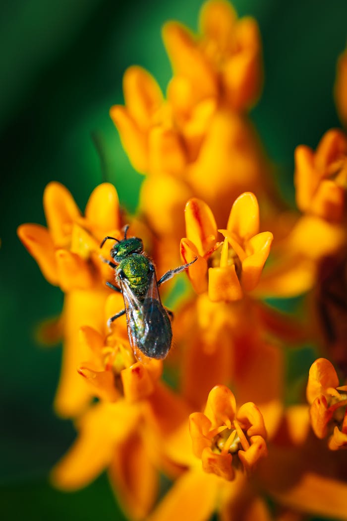 Close-up of a shiny green bee perched on orange milkweed flowers in a sunny garden.