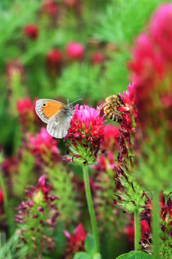 A butterfly and bee gather nectar from vibrant pink wildflowers, showcasing nature's pollinators.