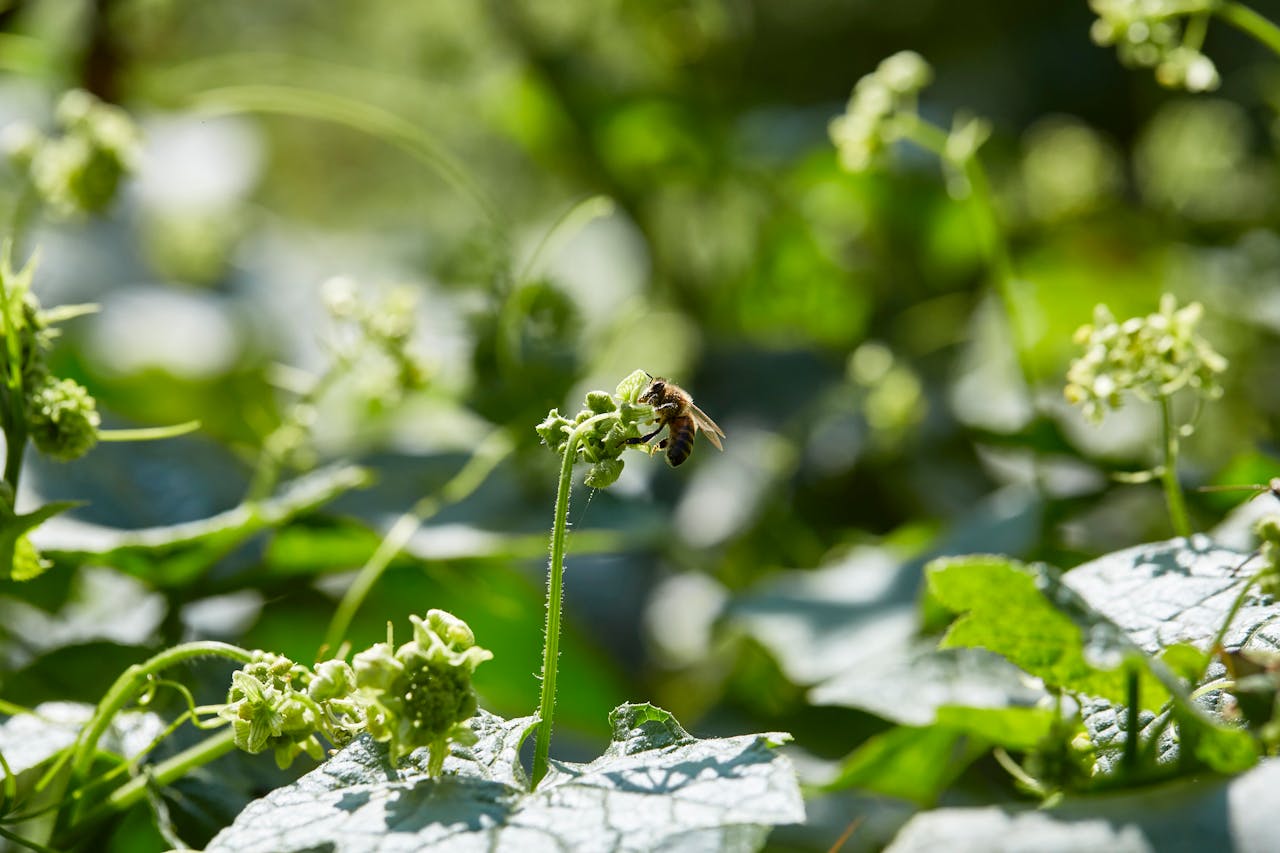 Close-up of a bee pollinating flowers surrounded by vibrant green leaves outdoors.