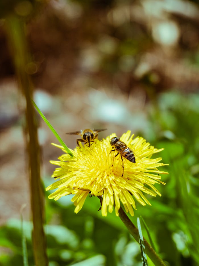Macro shot of bees pollinating a bright yellow dandelion, showcasing detailed nature.