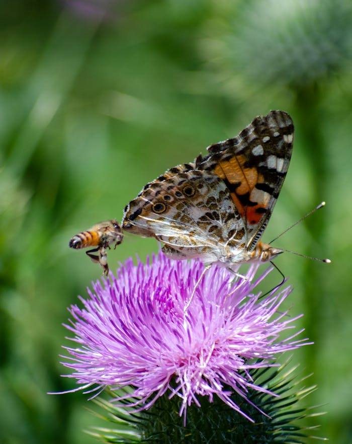 Vibrant Painted Lady butterfly perched on a purple thistle bloom with a bee nearby.