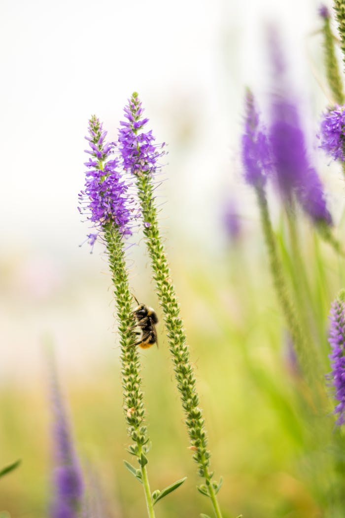 A bee pollinates vibrant purple lavender flowers, illustrating nature's pollination process.